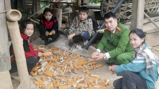 Gốc vải già bên bờ rào đá