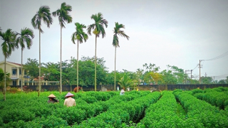 Hồi sinh mùa hoa kiểng Tết