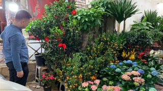 Thị trường hoa, cây cảnh Tết: Sức mua còn dè dặt