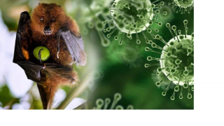 Virus Nipah tái xuất tại Ấn Độ, Việt Nam tăng mức cảnh báo