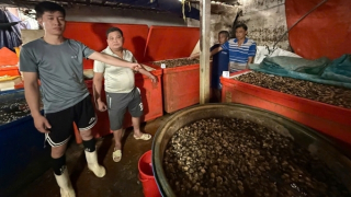 Hãi hùng 3 tấn thịt ốc bươu ngâm bằng hóa chất công nghiệp