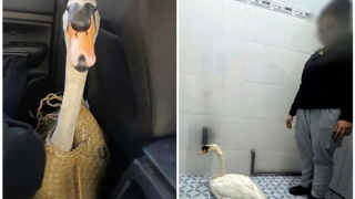 Công an nhanh chóng truy xét, giải cứu cá thể thiên nga bị trộm tại Thảo Cầm viên Sài Gòn