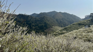 Hẹn với mùa hoa Mộc Châu