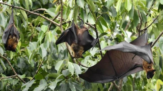 Bộ Y tế yêu cầu sẵn sàng điều trị người nghi mắc virus Nipah