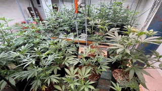 Khởi tố vụ trồng, tàng trữ, mua bán cần sa lớn nhất từng phát hiện tại Đà Nẵng