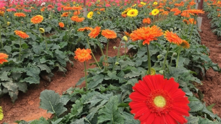 Những người trồng hoa trên đất cao nguyên