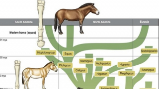 Ngựa - linh vật và những bí ẩn