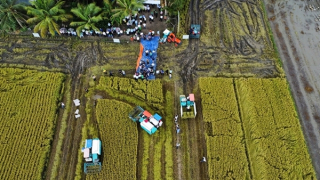 Phát triển bền vững ngành lúa gạo từ Đề án 1 triệu hécta