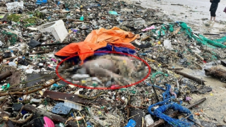 Nỗ lực tìm ra tung tích và thân nhân thi thể phụ nữ trôi vào bãi biển Từ Nham