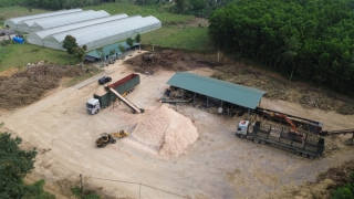 Bao giờ mới xử lý dứt điểm tình trạng thu mua, chế biến gỗ trái phép?