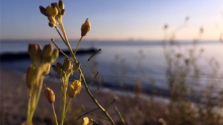 Tản mạn ngày qua