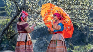 Thiếu nữ và các loài hoa