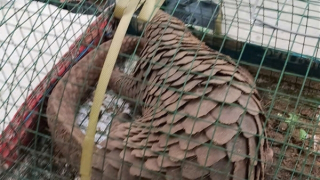 Đà Nẵng: Liên tiếp thả 2 cá thể tê tê quý hiếm về môi trường tự nhiên