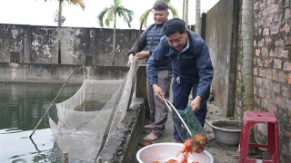 Làng nuôi cá chép đỏ Ninh Châu hối hả “đón” ngày 23 tháng Chạp