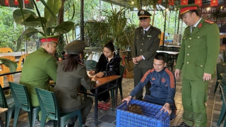 Kiểm soát vi phạm pháp luật liên quan đến động vật hoang dã