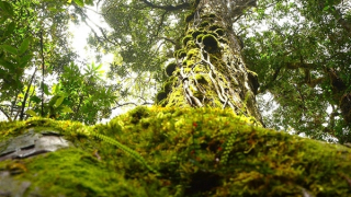 “Chúa tể thực vật” của rừng Trường Sơn