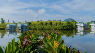 Tấm vé “hồi hương” của giới tinh hoa