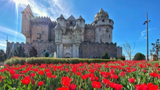 Sun World Ba Na Hills lần đầu ươm trồng 1 triệu bông tulip trên đỉnh núi đón Tết Nguyên đán 2026