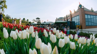 Hàng nghìn cây hoa tulip đã sẵn sàng đón chờ du khách đến Hội xuân núi Bà