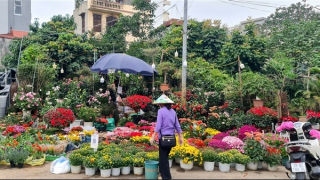Thị trường cây cảnh giảm giá, "xả hàng" để hút khách