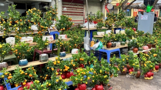 Chợ hoa Hàng Lược rực rỡ ngày cuối năm