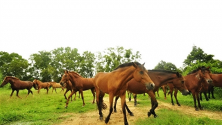 Nhiều điều thú vị được nghe từ đại bản doanh nuôi ngựa để… cứu người