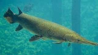 Ăn trứng cá sấu hoả tiễn, 11 người ở Thanh Hoá bị ngộ độc