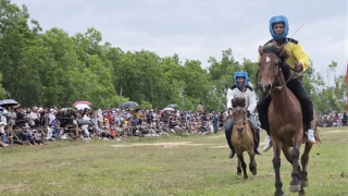 Hàng ngàn người dân và du khách hào hứng với Hội đua ngựa gò Thì Thùng