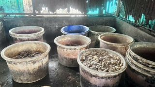 Xử phạt công ty Trường Huy kinh doanh 55,3 tấn nội tạng trôi nổi