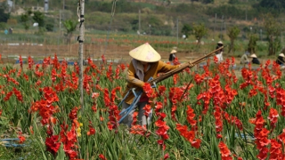 Nông dân bất lực nhổ bỏ hoa sau Tết