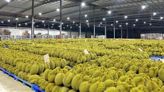 Giá sầu riêng tăng vọt, lập kỳ tích xuất khẩu 10 tỷ USD