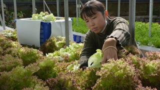 Nghịch lý nông sản Đà Lạt giữa mùa Tết