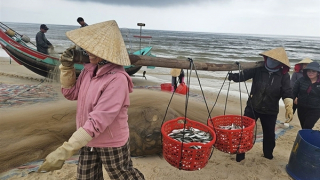 Cùng ngư dân vùng cát đón lộc biển đầu năm