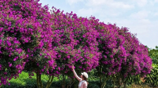 Vẻ đẹp miên man hoa mua tím trên nông trường chè ở Lâm Đồng