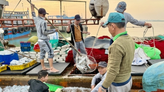 Vươn khơi đầu xuân, ngư dân miền Trung kỳ vọng trúng… “lộc biển”