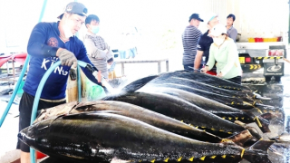 Ngư dân Đắk Lắk tiếp tục nỗ lực tháo gỡ “thẻ vàng” thủy sản