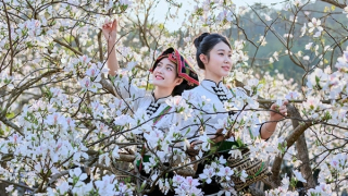 Thiếu nữ dân tộc Thái tạo dáng, “đọ sắc” trước hoa ban