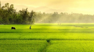 Tiếng cựa mình của nắng