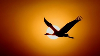 Anh như con hạc đầu đình