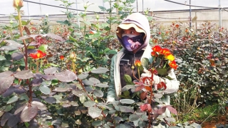 Giá hoa hồng Đà Lạt tăng vọt dịp 8/3