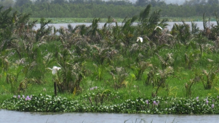 Bảo tồn và phát huy hệ sinh thái hồ Sông Đầm