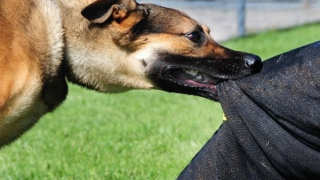 Bé gái tử vong sau gần 4 tháng bị chó dại cắn