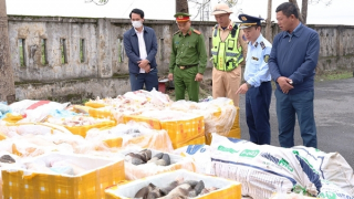 Tiêu hủy hơn 2,6 tấn nội tạng động vật không rõ nguồn gốc