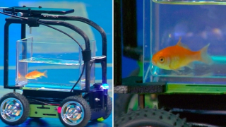 Cá vàng lái xe
