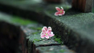 Đi tuần trong đêm mùa xuân