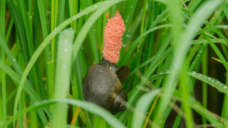 Phát hiện 2 hộ dân ở Cần Thơ nuôi ốc bươu vàng quy mô lớn