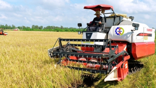 Tận dụng FTA, đẩy mạnh xuất khẩu gạo vào thị trường giá trị cao