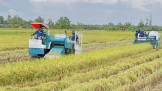 Cần nhiều giải pháp đồng bộ sớm ổn định thị trường lúa gạo Đồng bằng sông Cửu Long