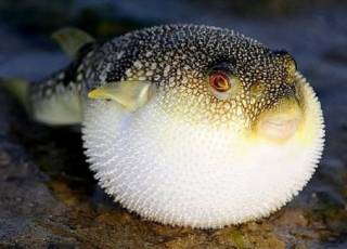 3 người nhập viện cấp cứu do ngộ độc cá nóc mít