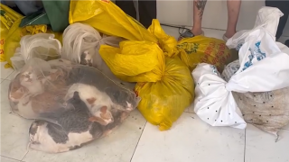 Nhiều đường dây trộm cắp, tiêu thụ chó, mèo tại TP Hồ Chí Minh bị triệt xóa